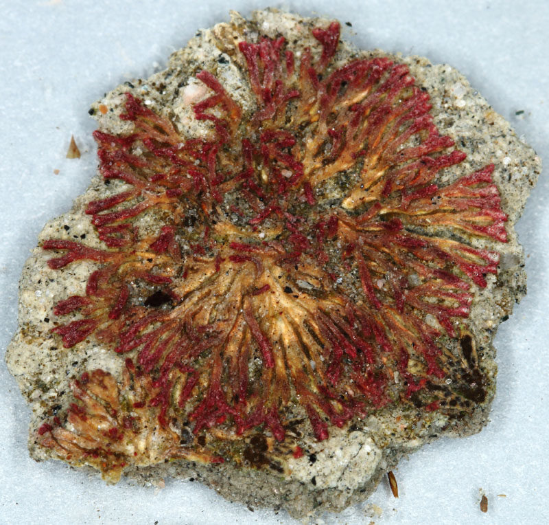 Riccia frostii